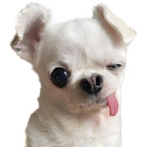Cute, Funny Chihuahua Thumbnail